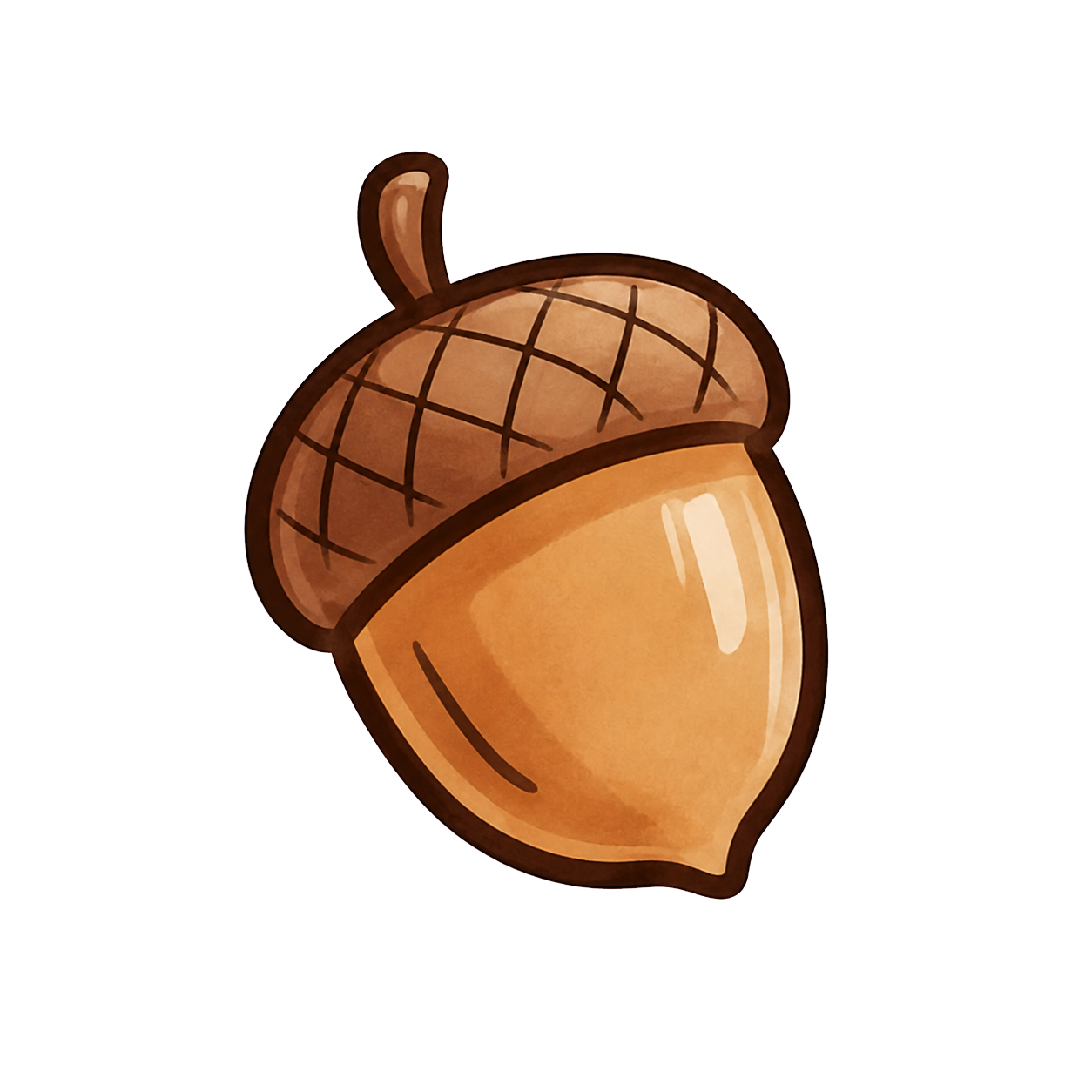 Acorn
